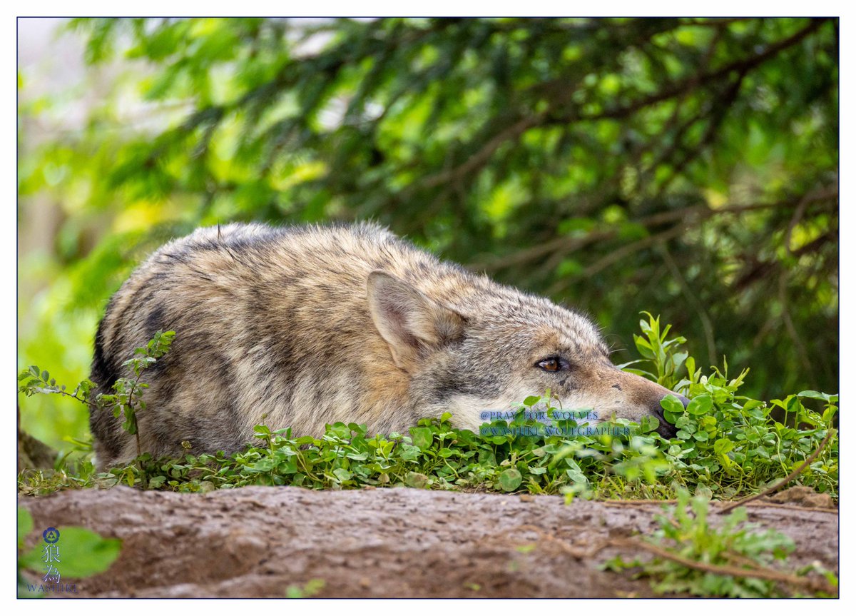 waccihさま ご確認用 ⚘.*˚ グッチ G-タイムレス メンズ YA1264107 |腕時計通販ブルーク