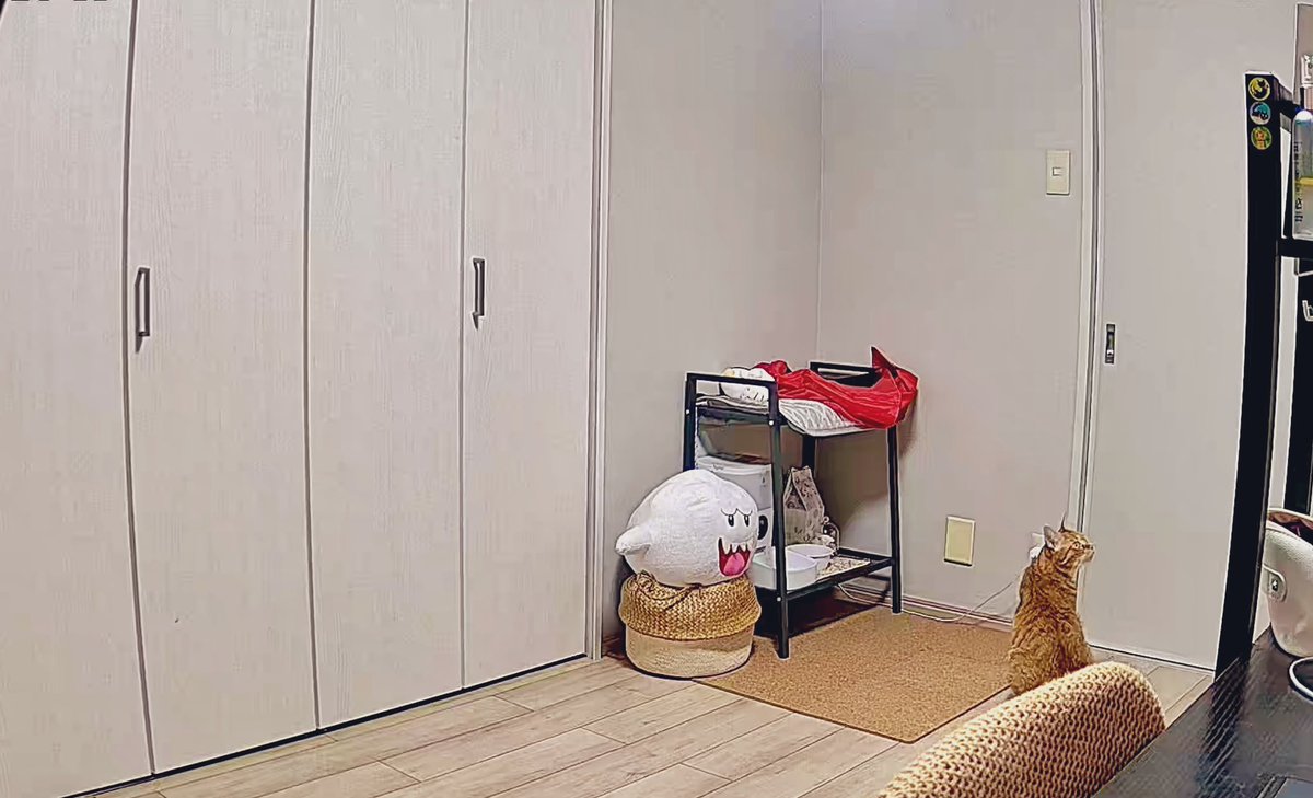 ペットカメラ届いたから仮設置したんだけど、扉の前でわたしのこと待っててこんなんだめよ……