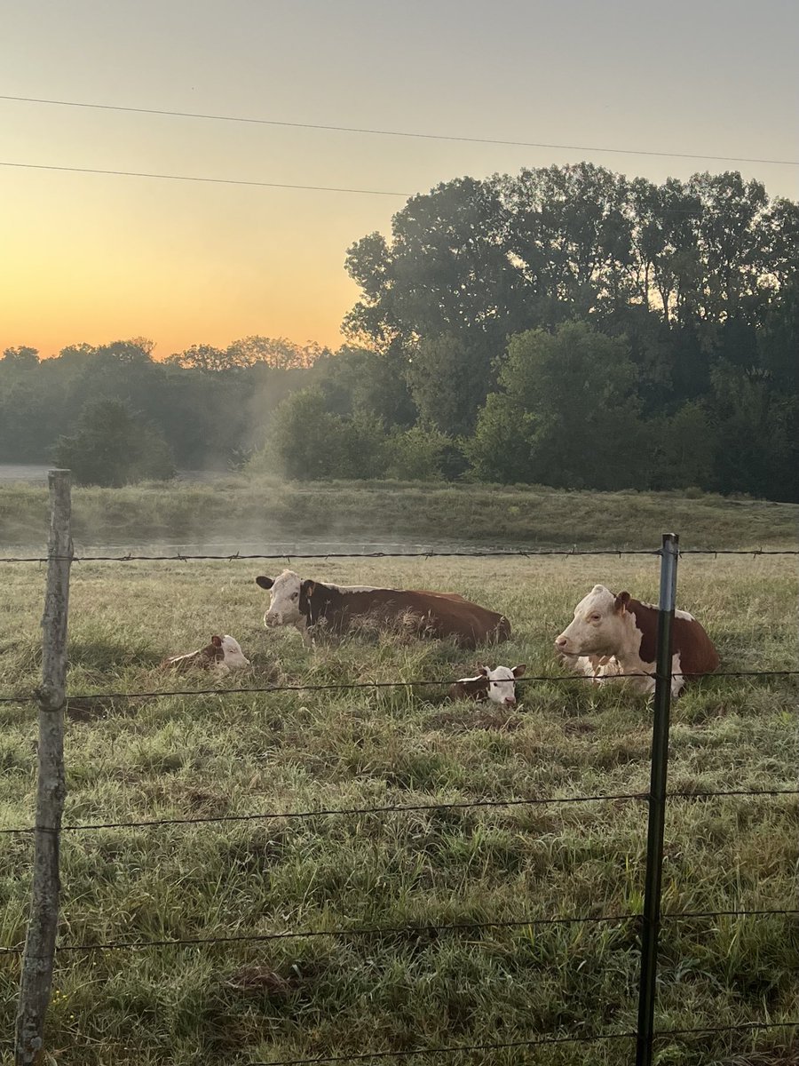 Mornin’ Folks! Nice 60 degrees and a new calf this morning.