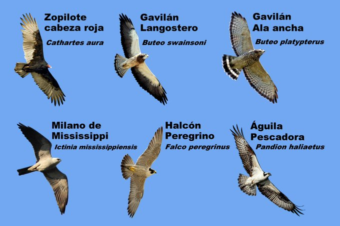 Este día aprendimos acerca de las 6 especies que conforman la mayoría de los Azacuanes.  Mañana aprenderemos acerca de otros detalles de su gran viaje. No te olvides de darle me gusta y compartir mis publicaciones!