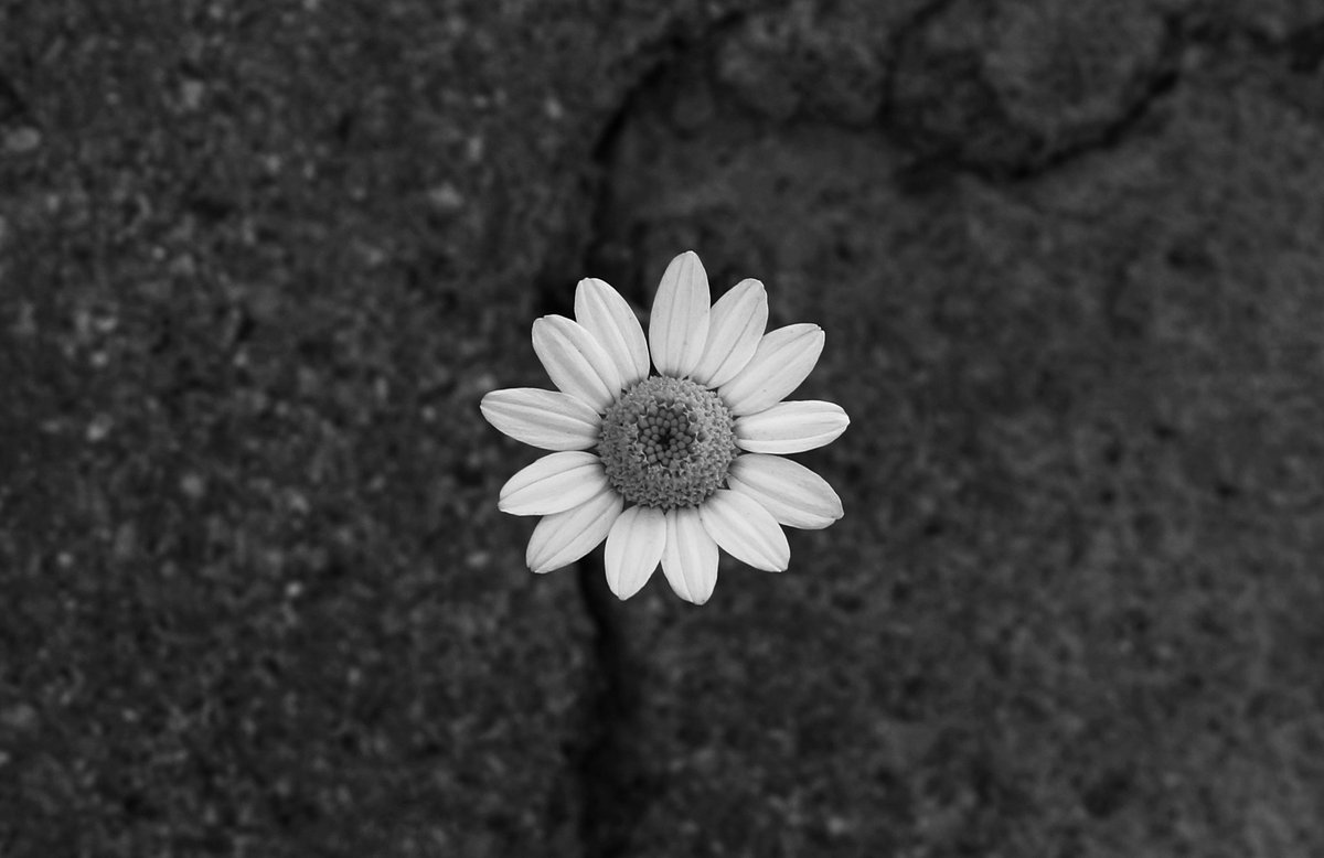 "Growth"

14/15 edition  7 #tezos  

#photography
Link;
objkt.com/tokens/hicetnu…