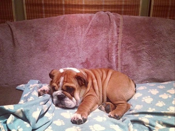 STARUSSELLS's tweet photo. rest well, sweetest roscoe. there are hundreds of toys in heaven with your name on 🐾 https://t.co/4E0f55OQvQ