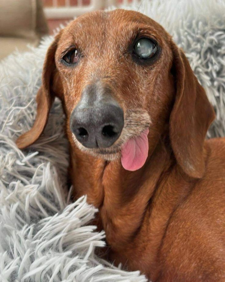 Goodbye angel ❤️ Don't scroll without giving me some love