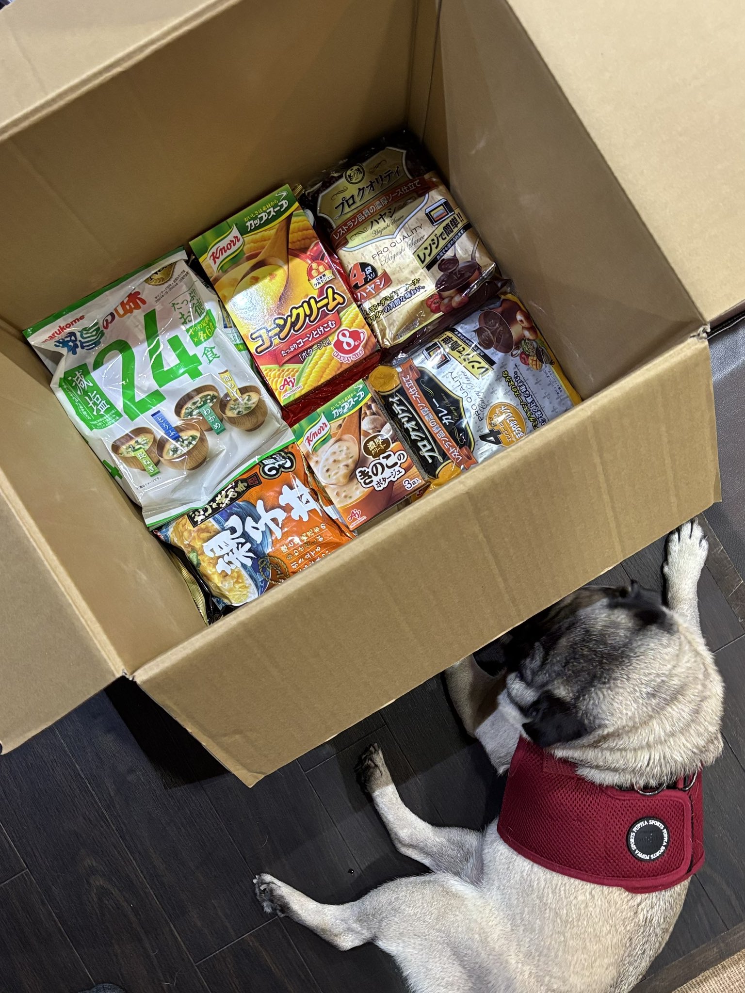 パグ様 ミックス 東大阪店 │ペッツファースト公式サイト