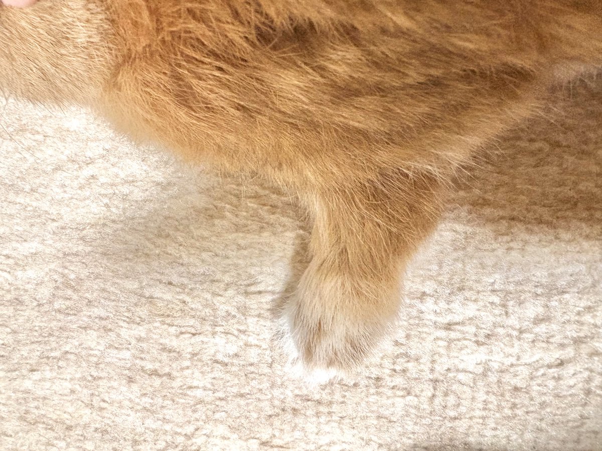 スーパーモデル👠

#うさぎのキャロル