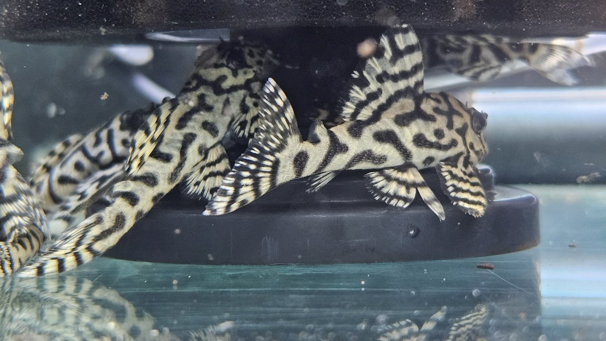 いよいよ週末は北海道
アクアリウムネクスト
持ち込める数に限りがあるのでもし欲しいプレコが居ましたら…DM もらえると助かります…
#アクアリウムネクスト
#北海道
#DM 可能です
#例えばメスインペとか
#まっとぶらっく
#さと美えび