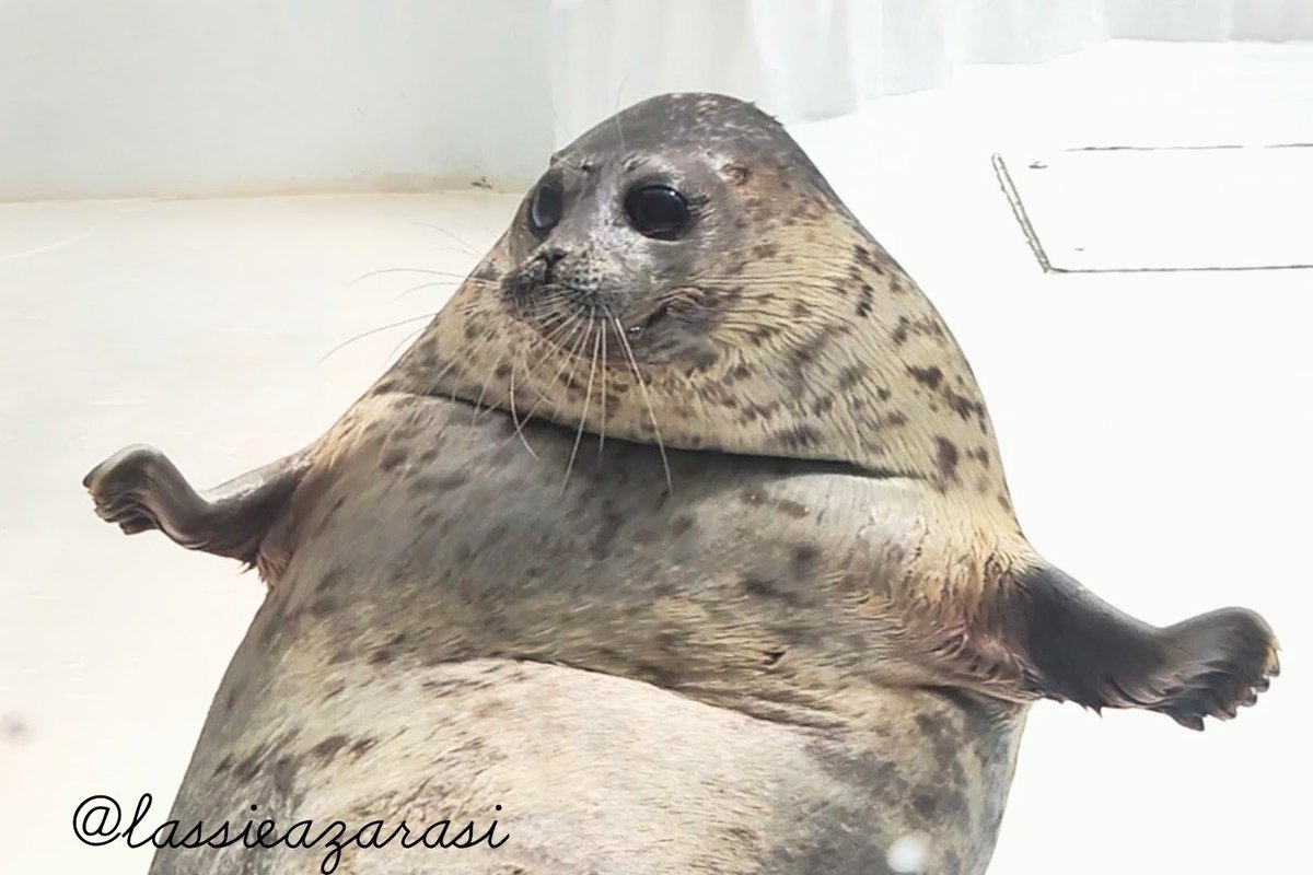 Yuki ユキちゃん

「フッフッフッ。来たな小僧。ここからは私が相手だ」風ポーズ

 #海遊館  #アザラシ  #seal