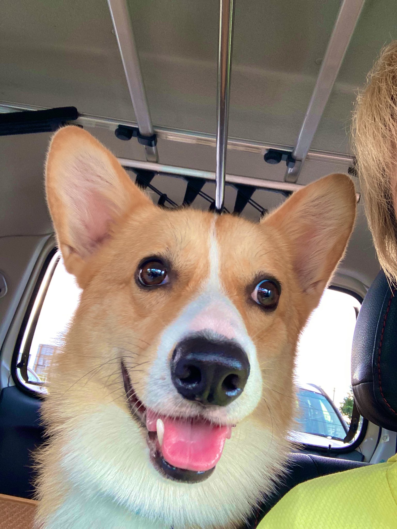 手乗りサイズのコーギーさん♪ 手乗りサイズのコーギーさん♪