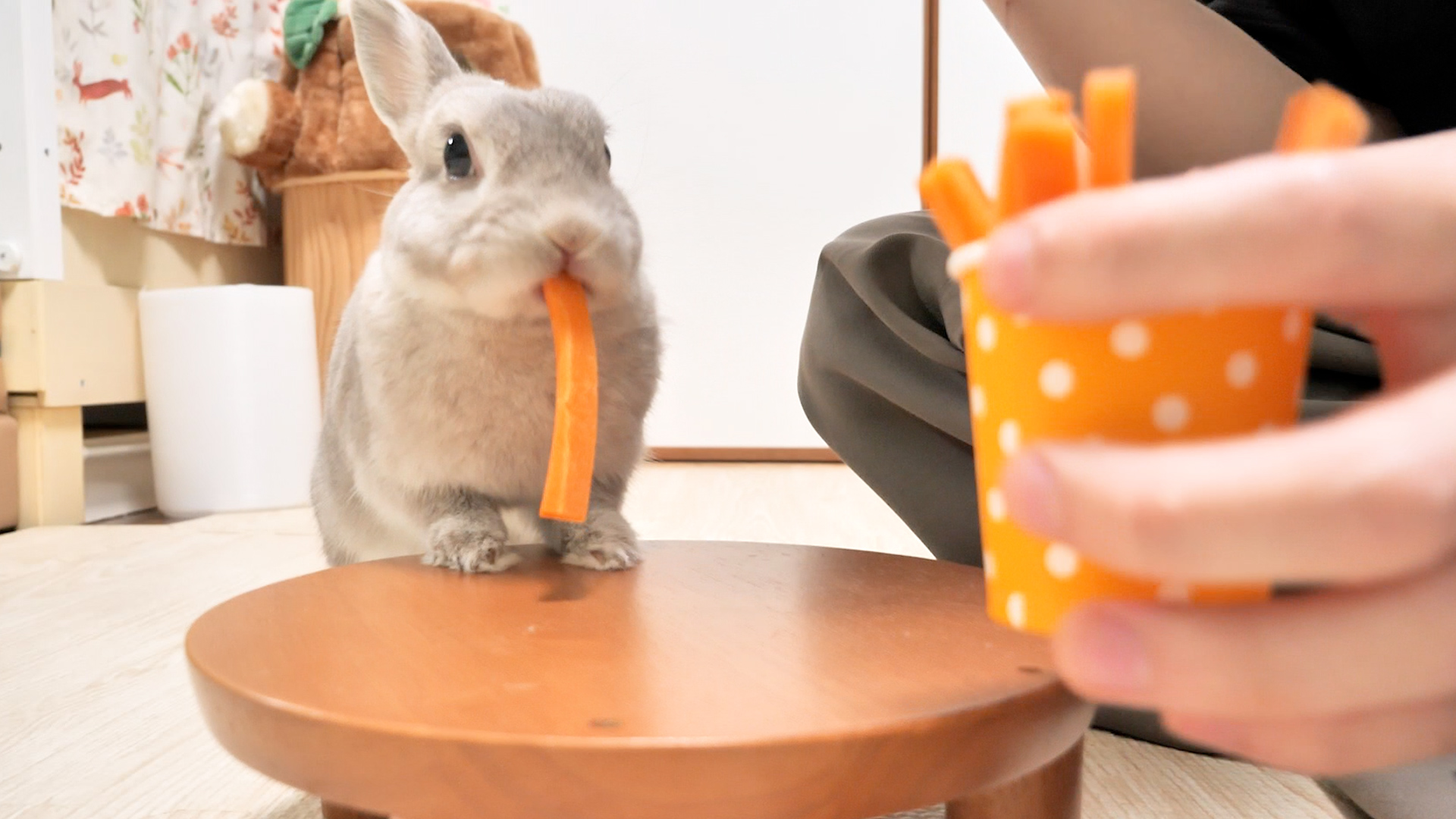 コガラナ天パのうさハムch (@kogaranatenpa_y) / X