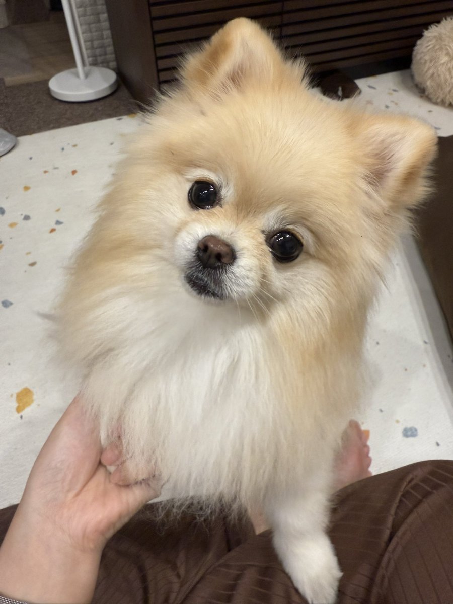 ポメラニアンの人様 ちょっと久々のお願いポーズ🤲🏻 かんわいいんだから