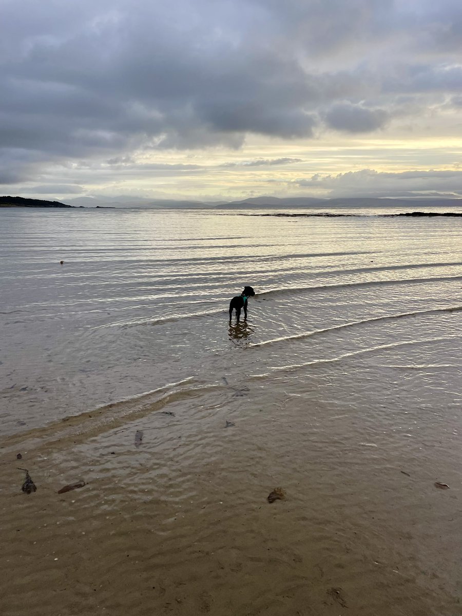 <a href="/HWicket/">Lord Wicket 🐾🏴󠁧󠁢󠁳󠁣󠁴󠁿 feat. Lady Bogle 🐾🥰</a> 🤣