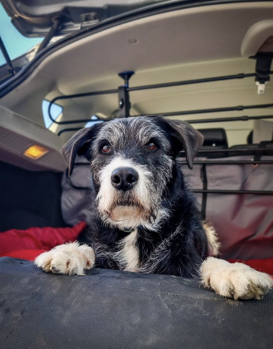 Voyager en sécurité... et sans abimer les sièges de voiture 😁 
📸 jazzearly_canimove
➡️ tinyurl.com/mpsrrfvu #PetSafe #PetSafeVoyage #HappyDoggo #barrierevoiture