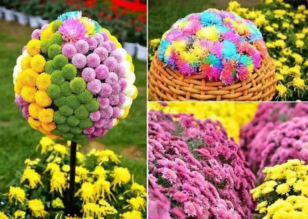 HenanPlus's tweet image. From October 1st to October 8th, Taihang Bonsai Garden in Jiaozuo City will present a super - large - scale chrysanthemum sea.🌼🌼 🌼We're waiting for you, the one who loves to have fun!🏞️🚗😀
#Chrysanthemum
#Travel
#HolidayGetaway
#FlowerSightseeing
#TaihangScenery