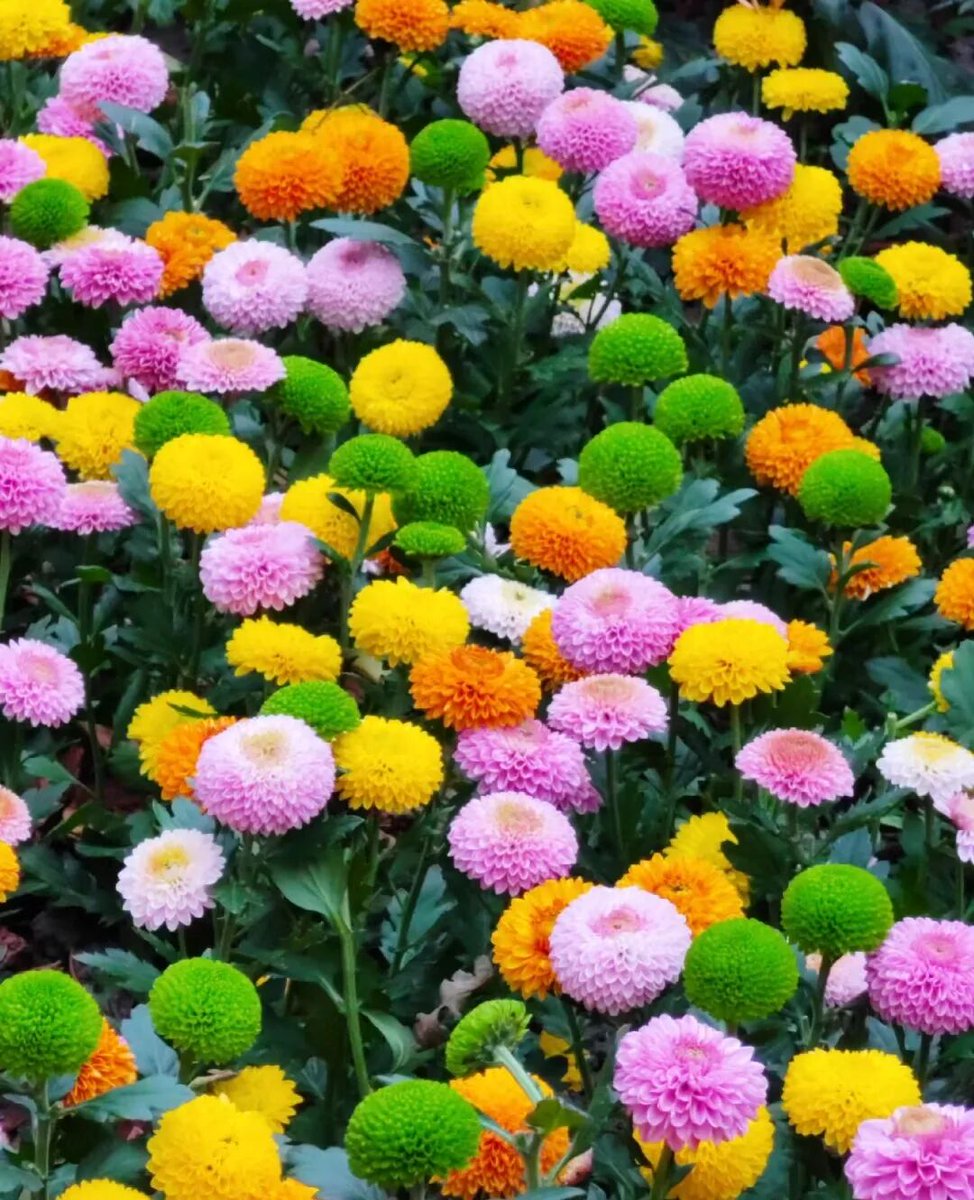 HenanPlus's tweet image. From October 1st to October 8th, Taihang Bonsai Garden in Jiaozuo City will present a super - large - scale chrysanthemum sea.🌼🌼 🌼We're waiting for you, the one who loves to have fun!🏞️🚗😀
#Chrysanthemum
#Travel
#HolidayGetaway
#FlowerSightseeing
#TaihangScenery