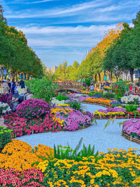 HenanPlus's tweet image. From October 1st to October 8th, Taihang Bonsai Garden in Jiaozuo City will present a super - large - scale chrysanthemum sea.🌼🌼 🌼We're waiting for you, the one who loves to have fun!🏞️🚗😀
#Chrysanthemum
#Travel
#HolidayGetaway
#FlowerSightseeing
#TaihangScenery