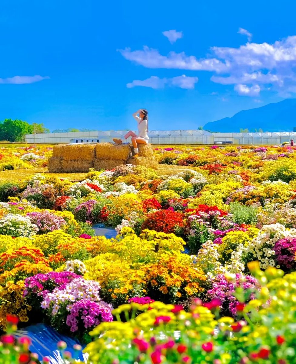 HenanPlus's tweet image. From October 1st to October 8th, Taihang Bonsai Garden in Jiaozuo City will present a super - large - scale chrysanthemum sea.🌼🌼 🌼We're waiting for you, the one who loves to have fun!🏞️🚗😀
#Chrysanthemum
#Travel
#HolidayGetaway
#FlowerSightseeing
#TaihangScenery