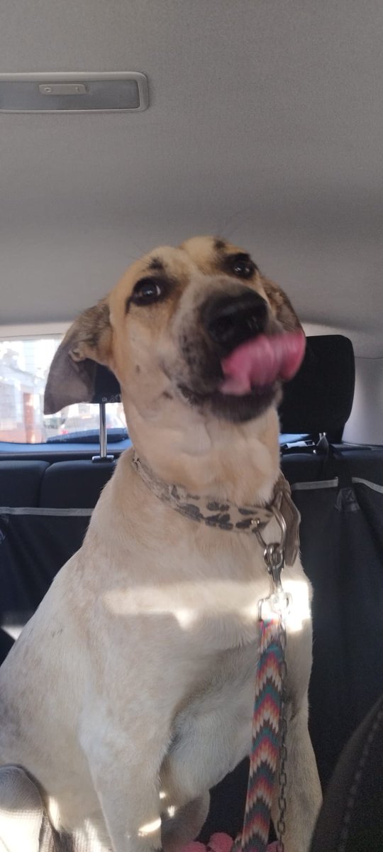 #LIRIO
Este guapete rubio ha sido rescatado de una parcela , atado , sin agua ni comida ni refugio, tiene una herida infectada en la pata y ya está con nosotros , ahora toca buscar un hogar tan lindo como el a este tesoro.
adopcion.lasanimal@gmail.com