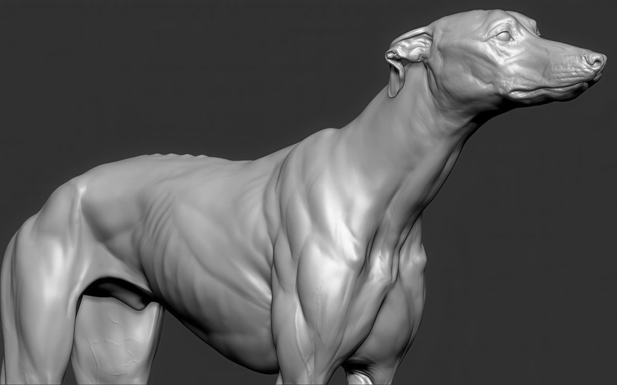 How are you, gentlemen artists? And I will share with you #references and images on sculpting #Anatomy #Animals Pack №27 #3d #gamedev #3dart #hand #modeling #3DModel #sculpting #leg #dog #gameart #zbrush #horse #snake #ecorche #sculpture #muscles #chest #ears #neck #cat