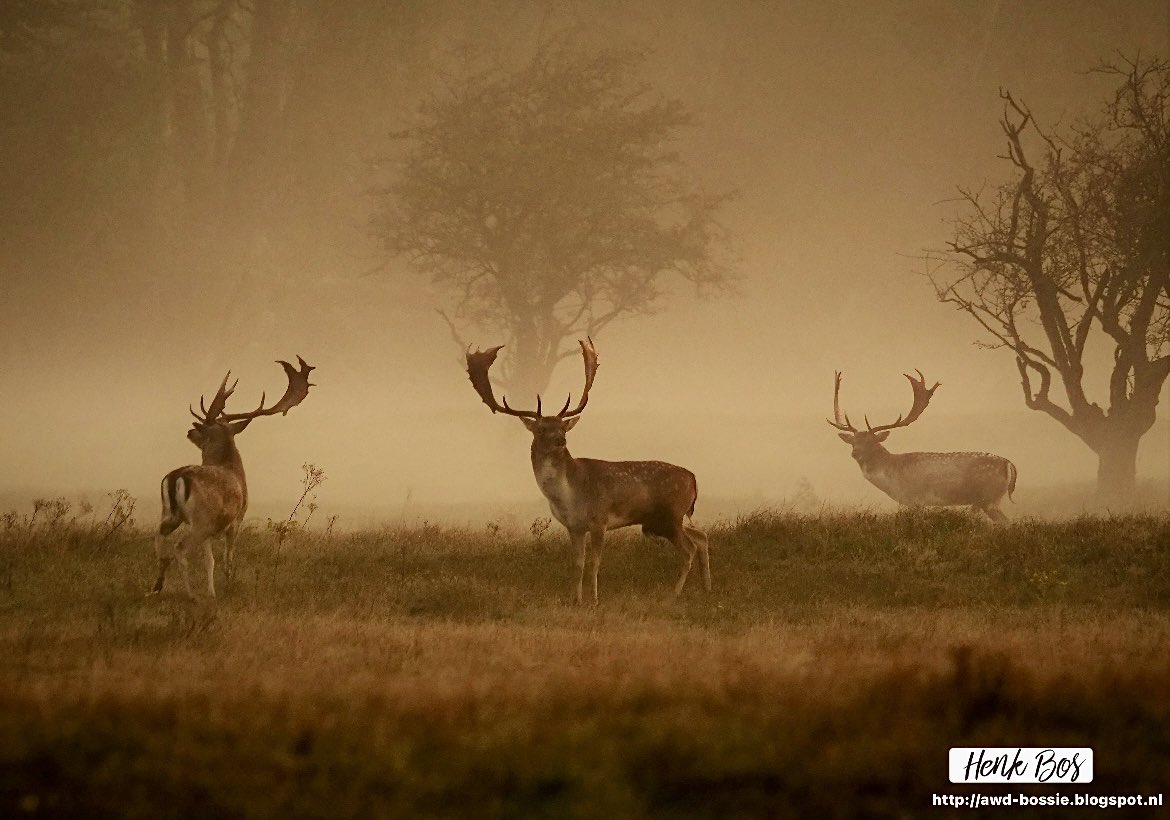 awdbossie's tweet photo. Goedemorgen ….
Amsterdamse Waterleidingduinen AWD … Damherten
Fijne dag gewenst
#dageraad #archief #bronst #damhert #goedemorgen https://t.co/SkljamqOjY