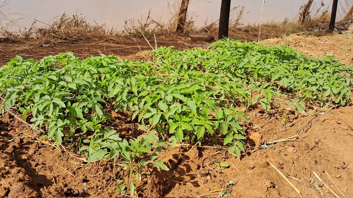 ChitsigaFarm's tweet photo. New tomato 🍅 nursery ready for transplanting. Let's see how this hybrid seed will perform for us. https://t.co/yOc64A4An7