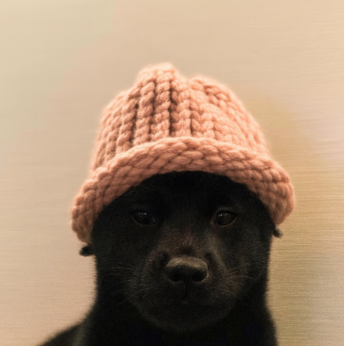 trenchgrind's tweet photo. dog wif hat got robbed and killed by niggawifhat

$nif https://t.co/hv7D6vUaaw