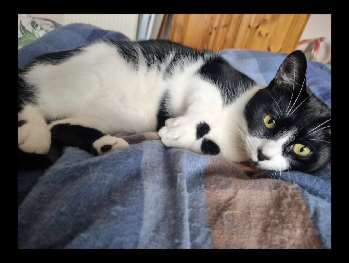 pod2181965's tweet photo. Our little Charlie is lost in kelvindale, Glasgow. Please let us know if you see her. She's very timid. https://t.co/QFJCgspit3