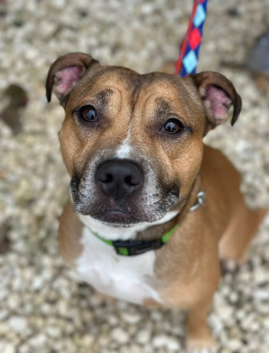 New little boy available soon, unfortunately his Mum isn’t too well and this little lad needs to find a new home 
He is a staffy boy ( small size) 2 years old called Runt
doggydensukrescue.co.uk/rescue-applica…
#Nottinghamshire #Sheffield #Worksop #Retford #mansfield #Chesterfield