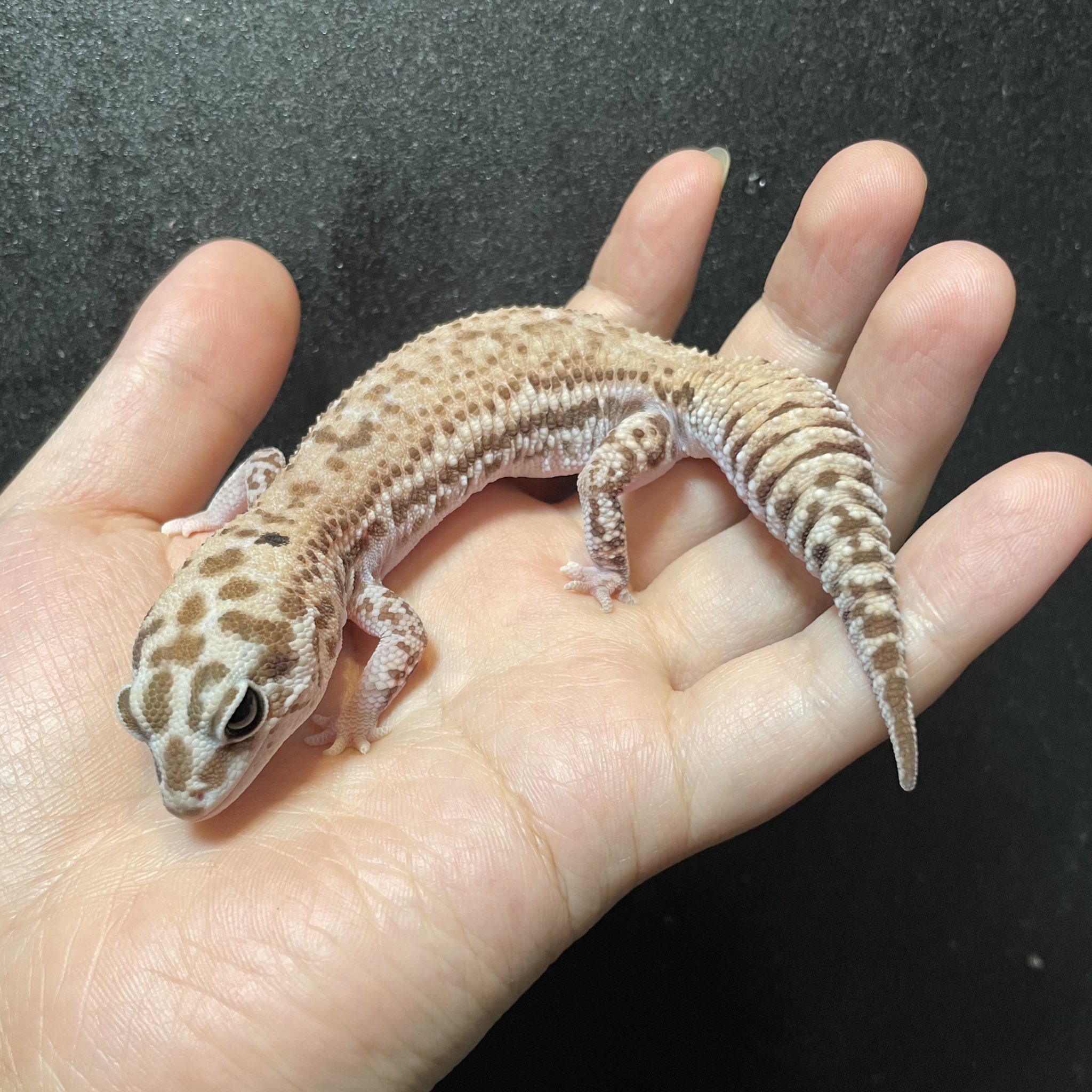 【honey(*´꒳`*)ページ①】 オーガニック、未加工未濾過ホワイトハニー、16オンス（454 g）