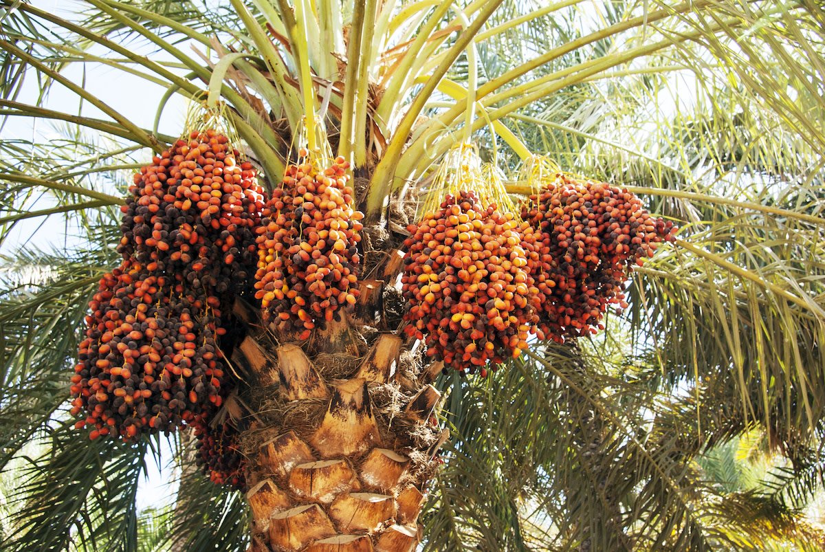 Nig_Farmer's tweet image. Jigawa state is cooking something delicious 

Sometimes we forget these core northern states by those guys are cooking nice Agric projects.

So few weeks ago Jigawa govt trained 400 unemployed youths in hybrid date palm production and processing to provide them with a means of…