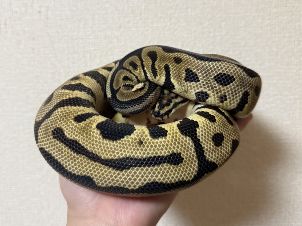 uta_bananana's tweet image. お気に入り過ぎてちょっとひいき目にみている
0.1 SNレオパード Dh DGクラウン
▶︎1.30お迎え時247g
▶︎9.29本日687g 440gUP
#ボールパイソン 
#FABULOUS 
スポットノーズ レオパード Dh デザートゴースト クラウン ♀