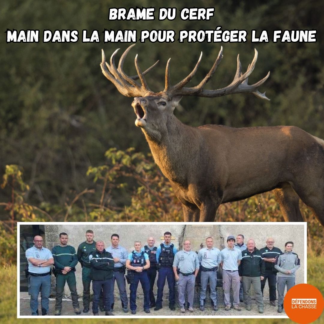 defendonschasse's tweet image. 🌲🦌 Tous unis pour protéger la nature pendant le brame du cerf !
Dans la nuit du 27 au 28 septembre, gendarmerie, ONF, OFB, Parc national des Cévennes et Fédération des chasseurs du Gard ont mené une opération commune pour préserver la tranquillité de la faune.
🚫 Contrôle des…
