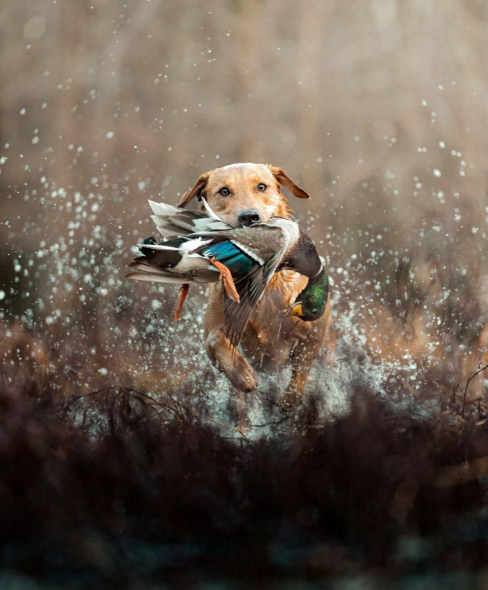 Un petit tour au marais … 😍
#ChienDeChasse #ChienDeVie #VieDeChienDeChasse #ChassePartage #Chasse #Passion
