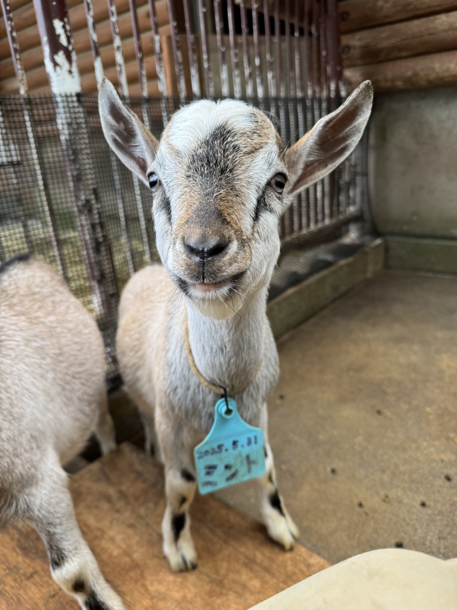 ミント - Search / X