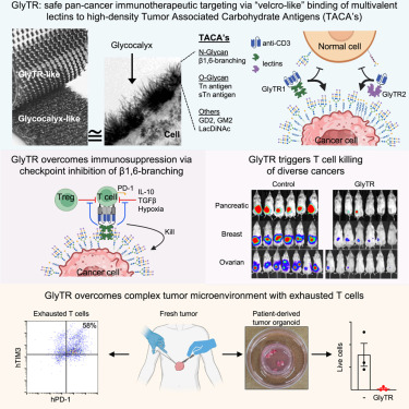 🚀 New in <a href="/CellCellPress/">Cell</a>: “Velcro-like” lectin binding to tumor glycans (TACAs) enables potent pan-cancer T cell killing 🧬🔥 Safe, immunosuppression-resistant &amp; sparing normal tissue — a new class of #CancerImmunotherapy

🔗 doi.org/10.1016/j.cell…