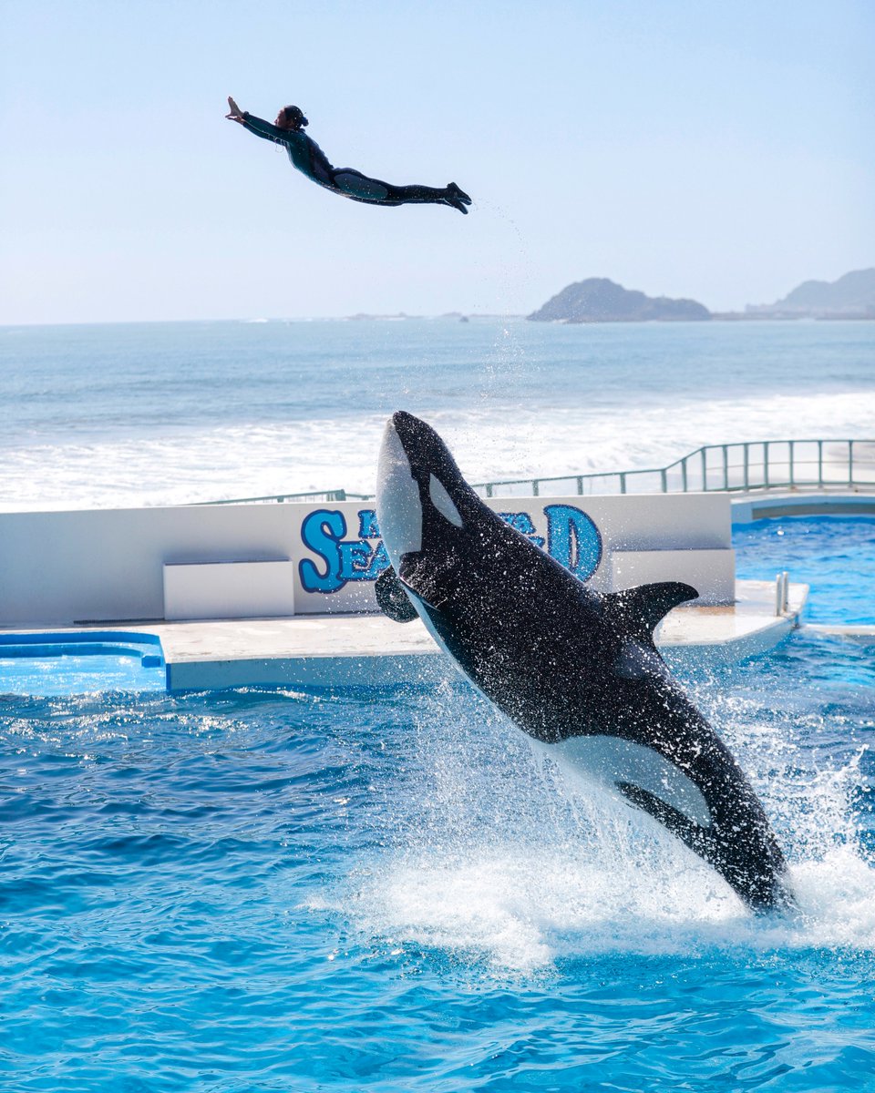 シャチとトレーナーが息を合わせて宙を舞うコンビネーションジャンプ