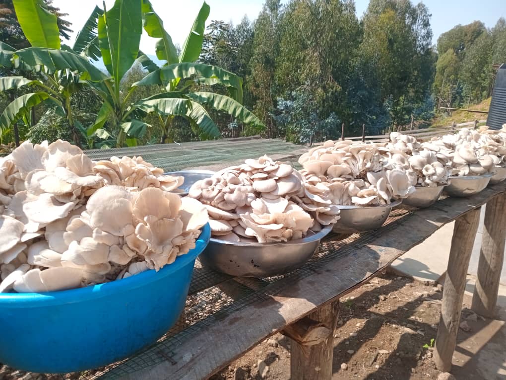 Nyamagabe's tweet photo. Ibihumyo bikomeje kugira uruhare mu gutuma gahunda yo kugaburira abana ku ishuri (School Feeding Program) igenda neza mu Karere.
Aha ni muri GS Gasaka, aho kuri uyu wa 29 Nzeri 2025 basaruye ibiro by'ibihumyo bigera ku 100. https://t.co/9gABKSkfOm