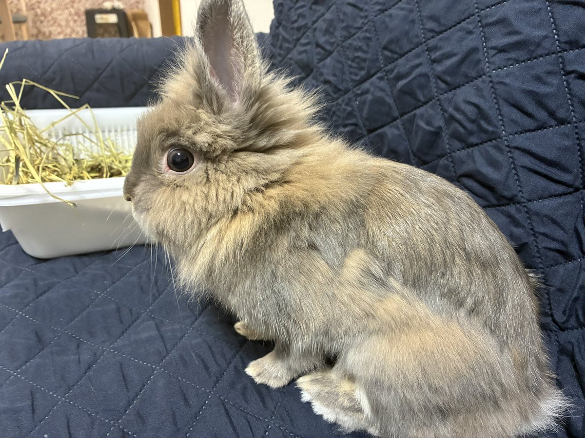 nibiru_rabbit's tweet image. 換毛でまたモコモコになってきた