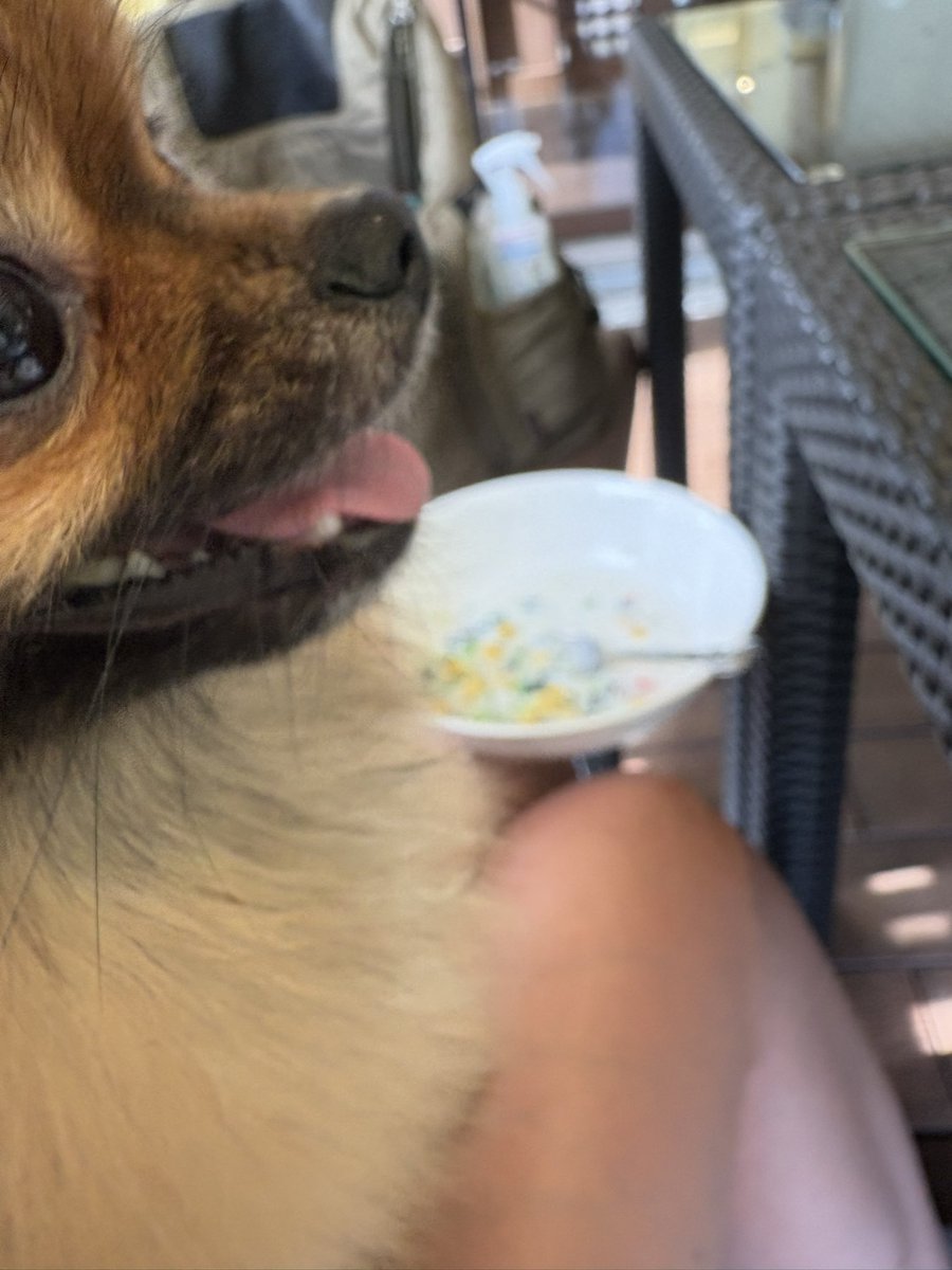 わんチャンポンはお野菜多くてお気に召さなかったよう🥺