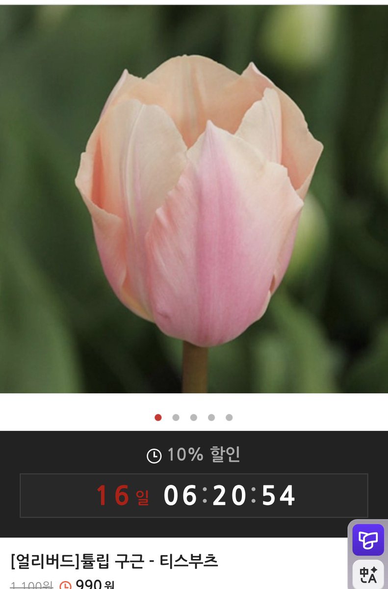 해마다 10월달쯤 되면 종묘사에서 구근을 수입해오는데 기후 위기때문에 튤립 농장들도 힘들다더니 작년에 비해 라인업이 좀 부실한거 같다.
그래도 티스부츠는 인기 품종이라 해마다 들어오긴 하는데 그만큼 품절도 빠름. 난 해마다 실패했는데 이번엔 알람 뜨자마자 냅다 질렀다.