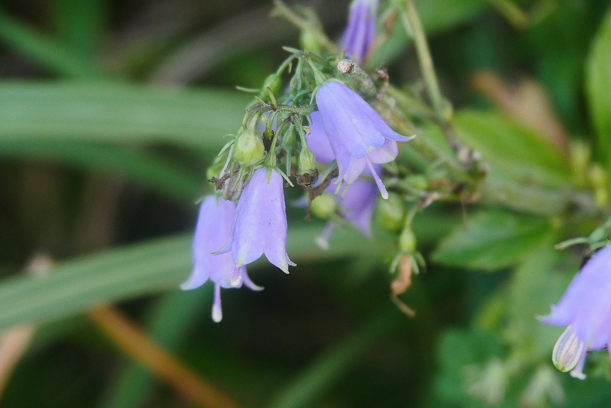 今日は　曇の涼しい一日になりました。
海岸の　オナモミとツリガネ草