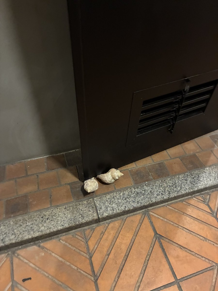 プロがガスで炊いたご飯はめちゃんこうまい😋