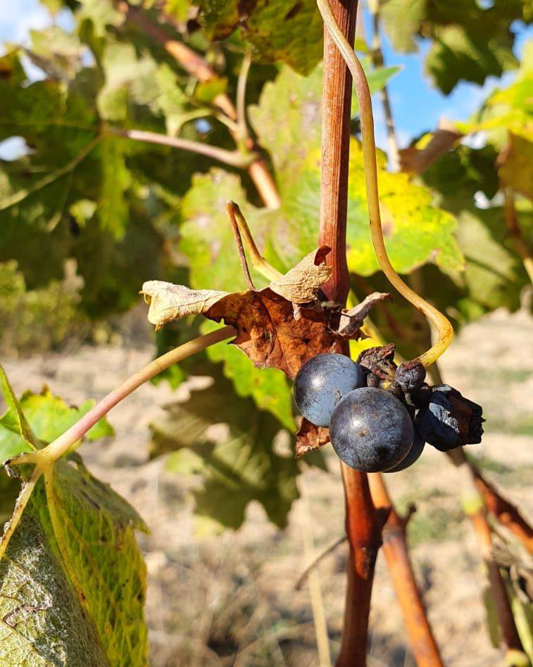 🍂 Durant aquestes setmanes, el paisatge del Penedès canvia dia rere dia. Les tonalitats càlides son les protagonistes.

La tardor en plena efervescència a les nostres vinyes!

#TastavinsPenedes