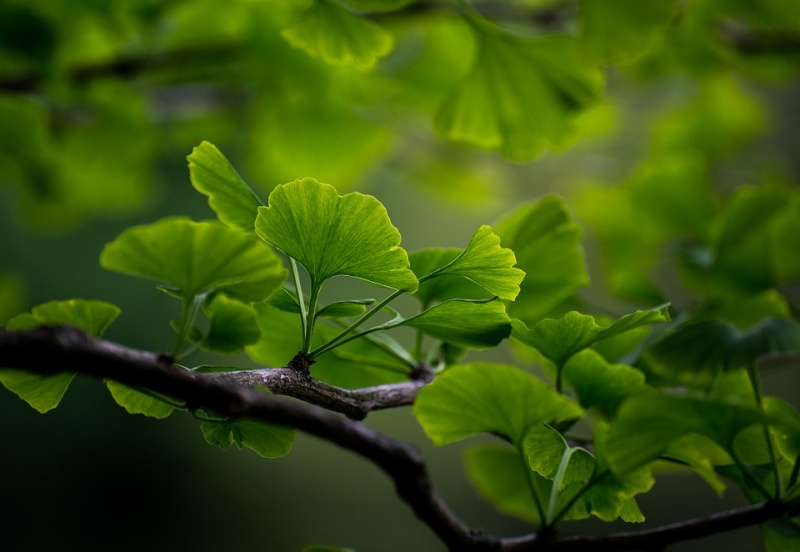 concienciaeco's tweet photo. Ginkgo biloba: propiedades neurológicas, cardiovasculares y respiratorias del árbol sagrado milenario
https://t.co/0S6kv9e55T
#medioambiente #salud #saludnatural #Ginkgobiloba #plantas #plantasmedicinales #neuroprotector #antiplaquetario #antialérgico #anticancerígeno #diabetes https://t.co/cgd7imX1mb