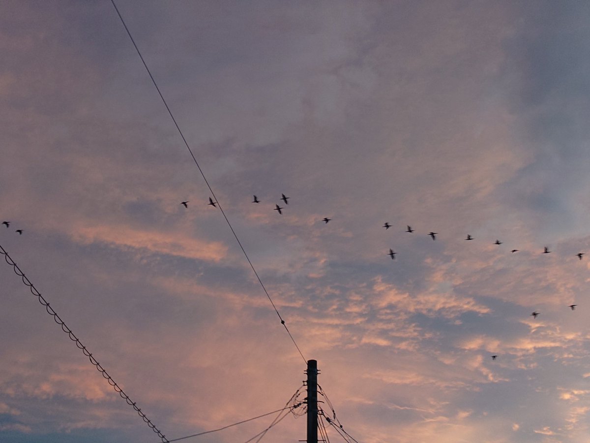 夕焼け鳥の休息 beautiful-evening-sunset-with-