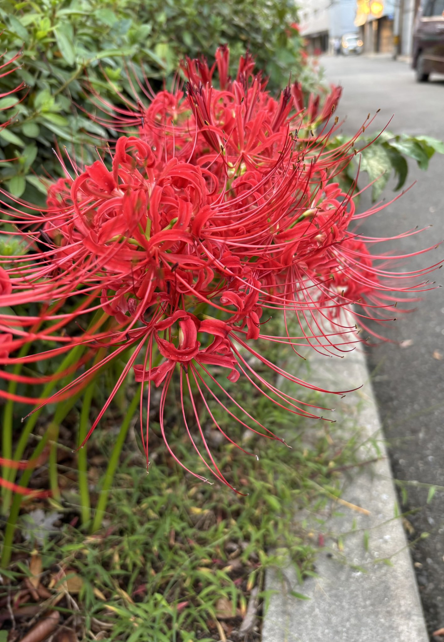 花 ページ 花 ページ ☆ 花 ☆ 花ページ Amazon.co.jp: ZX ゼクス 【花住まいの