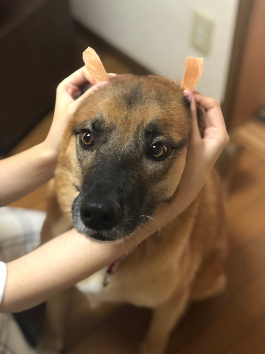 ゆずページ/ご確認した上ご購入お願いします(❁´◡`❁) SHEINで注文したいのですが、