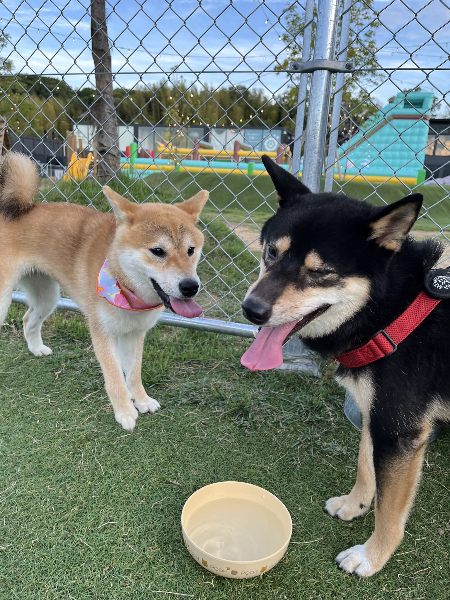 柴犬こめ0歳 (@shibainukome) / X