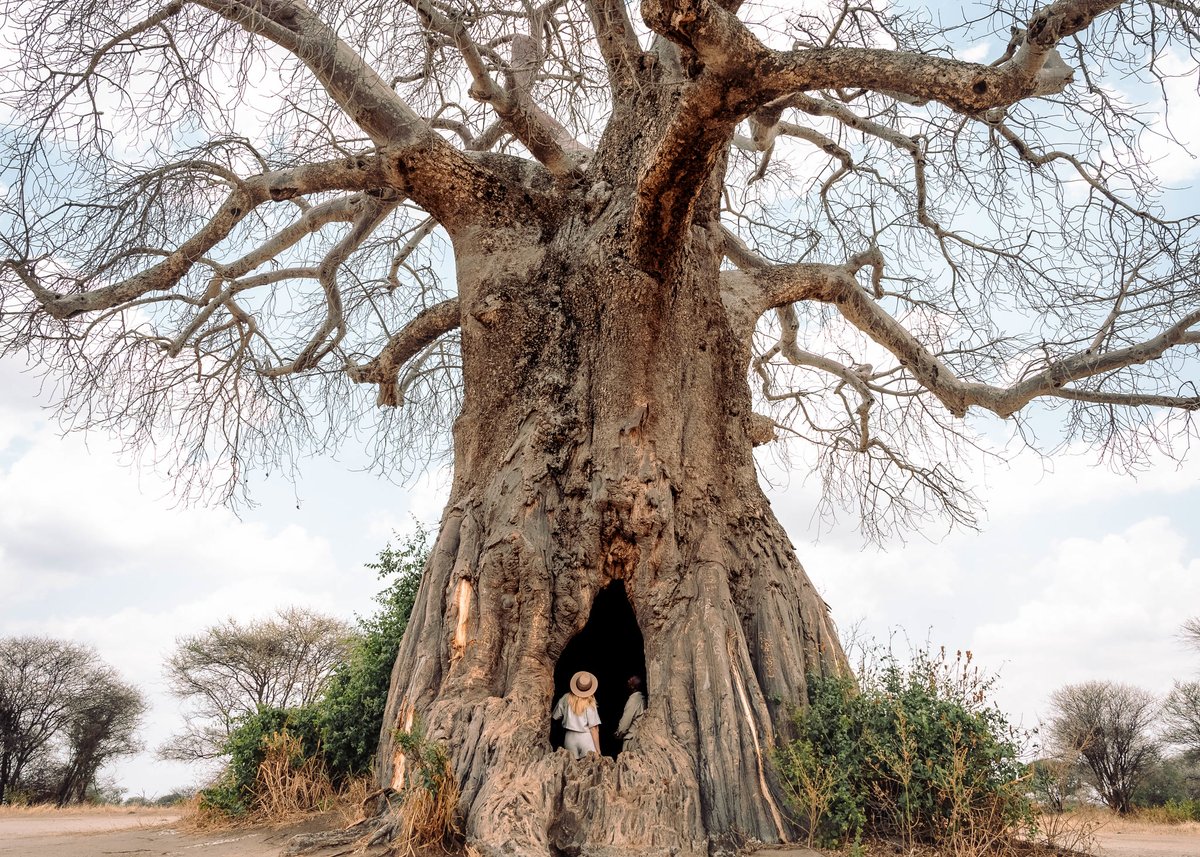 Altezza Travel tweet media