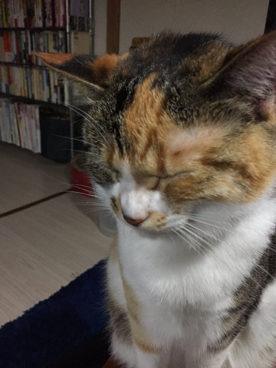 こっから公募までにミガロを切るのか、他所切ってミガロを買うのかで大分先が違うと思うけど、怒ってる人たちの気持ちも滅茶苦茶わかるから、売買は好きにしたらいいと思う。「相場（投資家心理）が分かってねえなあ……」っていうのは、僕も同じ気持ちだし。