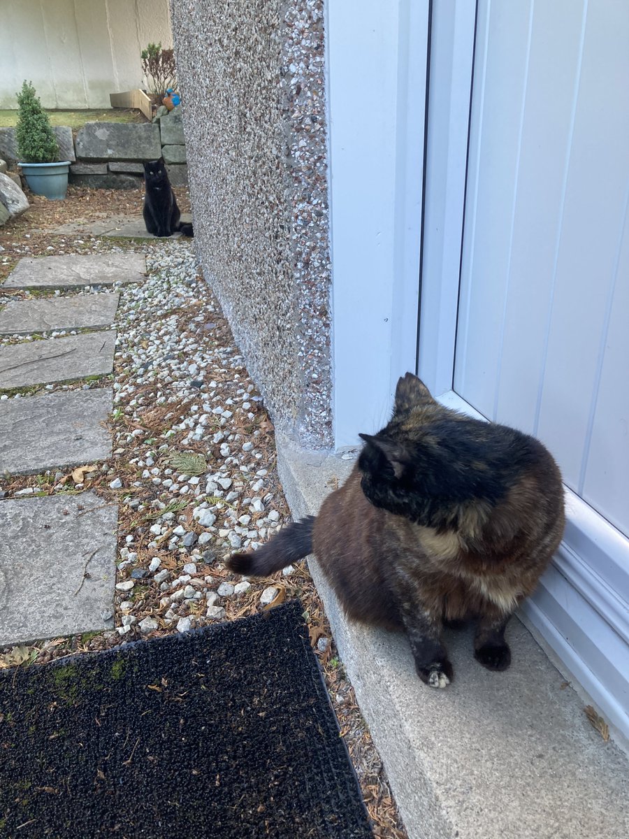 Anyone know how to get a feline restraining order issued?